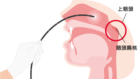 上咽頭の位置説明図