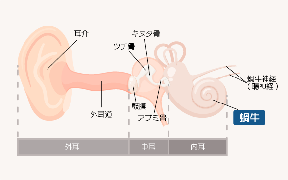 耳の外耳・中耳・内耳の説明図
