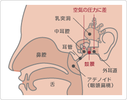 鼓膜の位置説明図